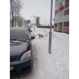 Лисы у стадиона - 2.jpg